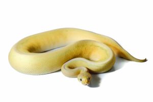Python regius, banana pewter pinstripe